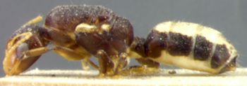 Media type: image; Entomology 21564   Aspect: habitus lateral view